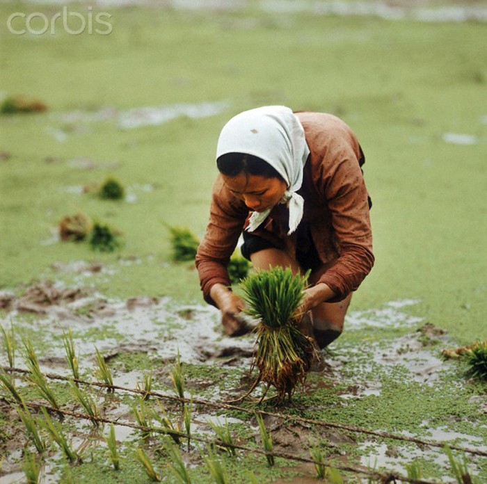 1/3/1973. Một người phụ nữ đang cấy lúa tại một vùng đất gần Đồng Hới, tỉnh Quảng Bình, nơi phân chia ranh giới giữa miền Bắc và miền Nam bởi vĩ tuyến 17. Ảnh. © Werner Schulze-dpa-Corbis.